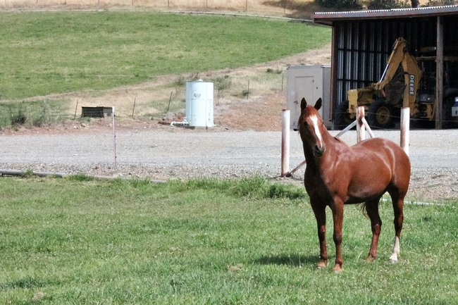 Equine