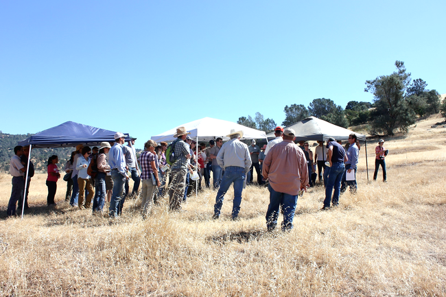 Participants visit a field site at the Medusahead & Barb Goatgrass Workshop held in June 2016.