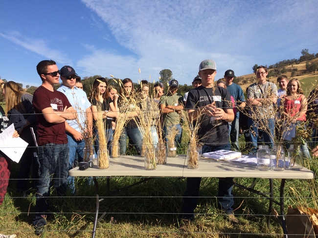 Students identify and learn about different grass species.