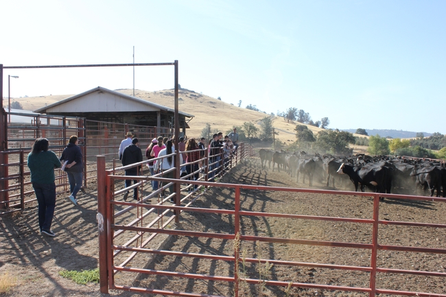 Learning about cattle.