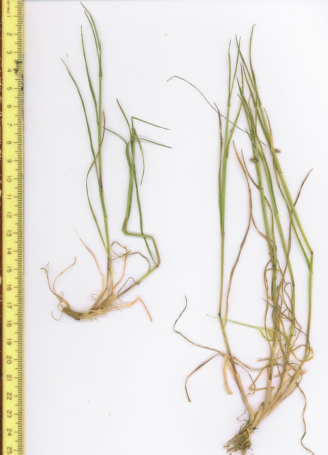 Figure 2. Boot phase of barb goatgrass when stems (culms) are lengthening but before the seed head and awns have emerged. Photo: E. Laca
