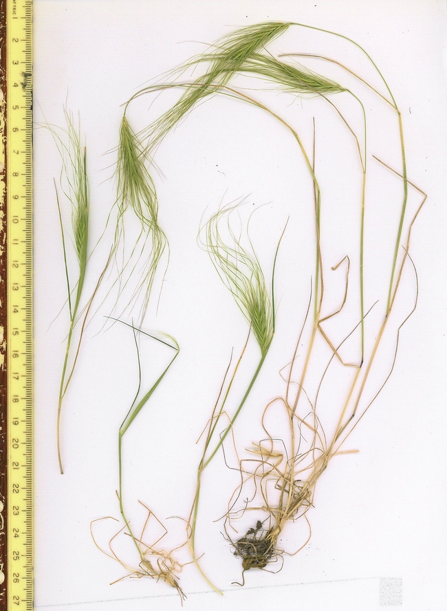 Figure 3. Medusahead (3a) and barb goatgrass (3b) showing inflorescences with long, stiff awns in the stages when nutritional content drops, making attempts at targeted grazing ineffective due to livestock aversion, but mowing remains effective. Photos: E. Laca.