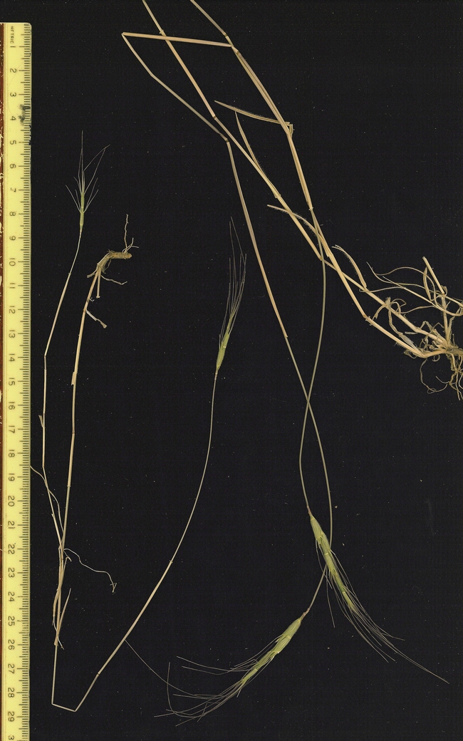 Figure 4. Barb goatgrass leaves start dying back and the plant is too advanced for effective mowing. Photo: E. Laca