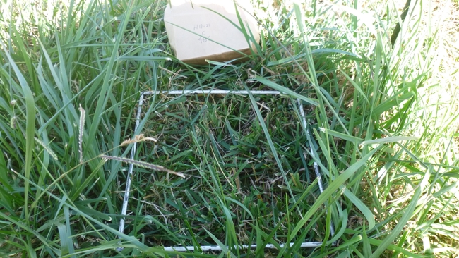 Figure 3: H11-21, Cage B. Measuring forage production leaving 4-6 inches. Photo credit: Nikolai Schweitzer