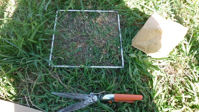 Figure 4: H11-21, Cage B. Measuring Total Forage Production.