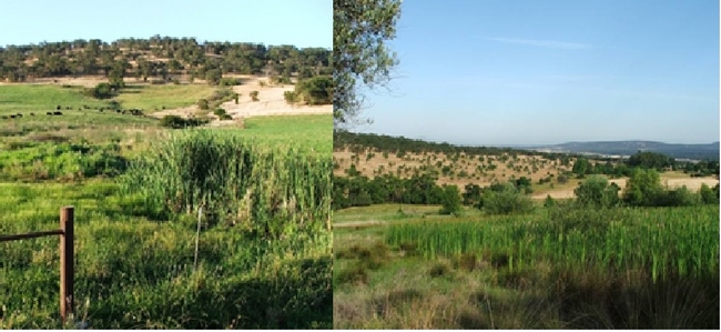 An unintentional wetland created by pasture runoff on SFREC (left) and an intentionally created irrigated wetland on Spenceville SWA (right).