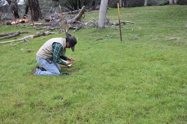 SFREC's Beef Cattle Research Assistant Clint collects forage production samples.