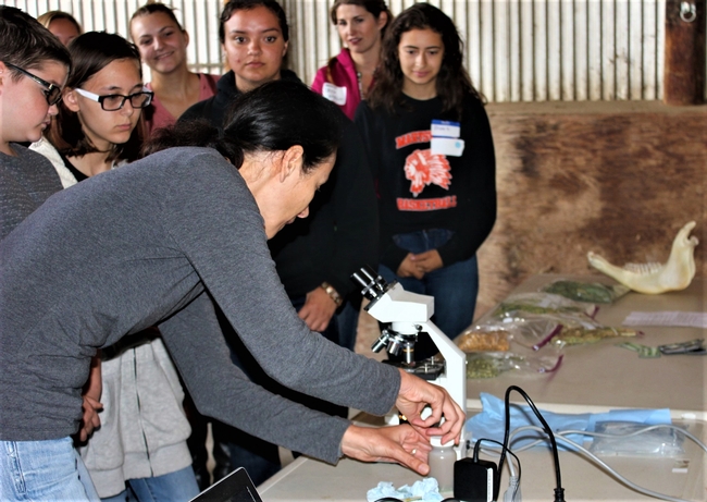 Dr. Gaby Maier prepares for students to look through the microscope to learn more about ruminant digestion.