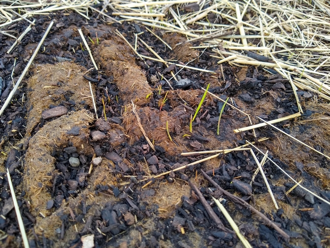 grasses germinating on greenwaste compost