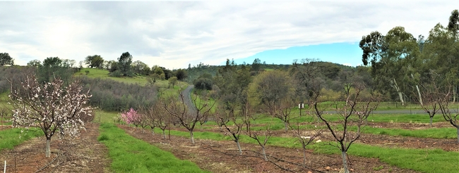 SFREC Orchard Panoramic from Top March 2019