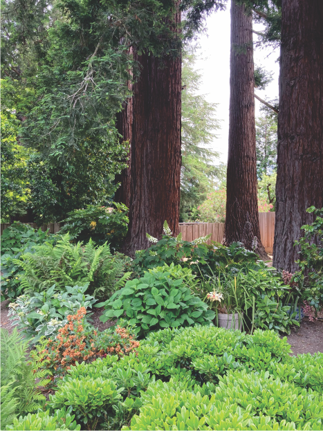 Shade loving plants under redwoods