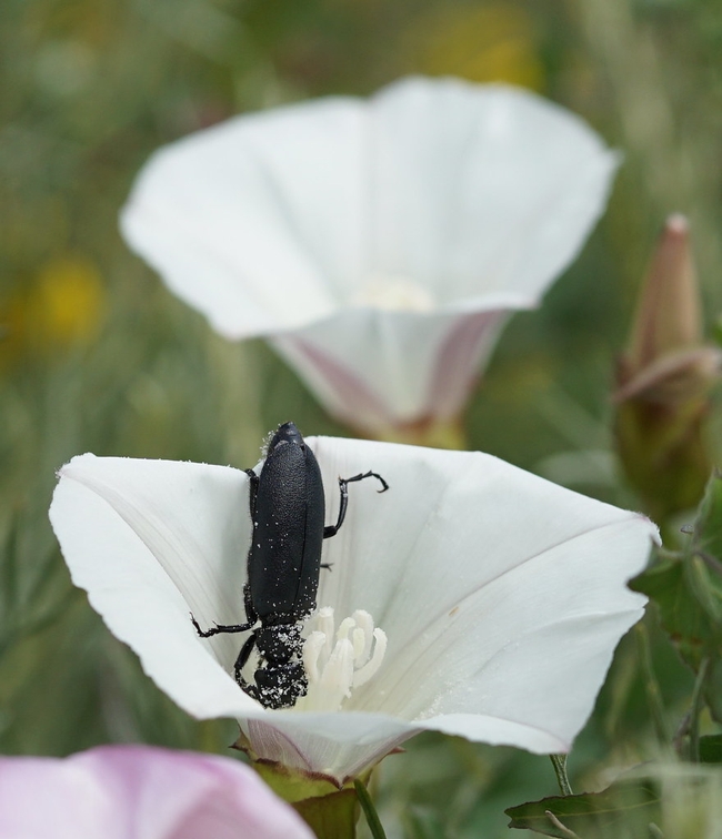 Beetle in Flower