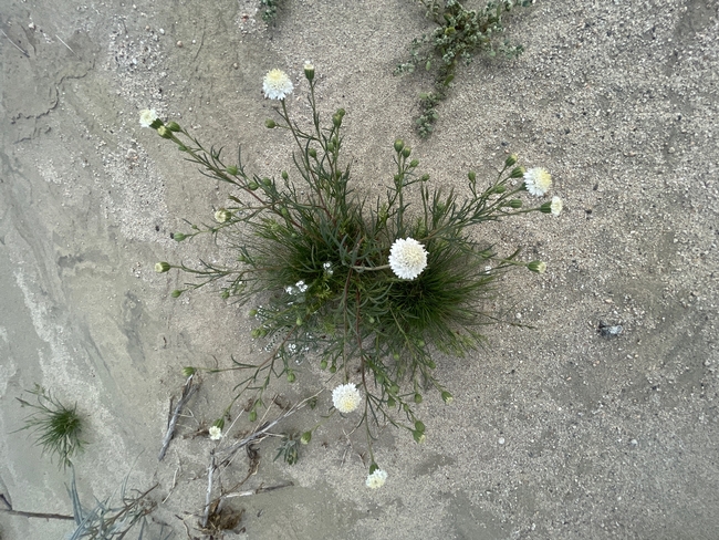 Pincushion Flower (Chaenactis fremontii)