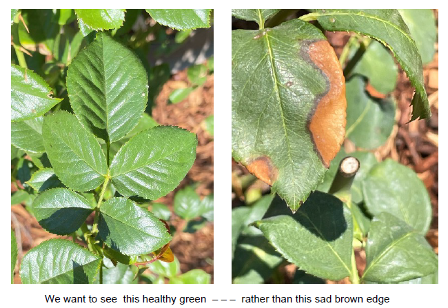 Leaf Comparison