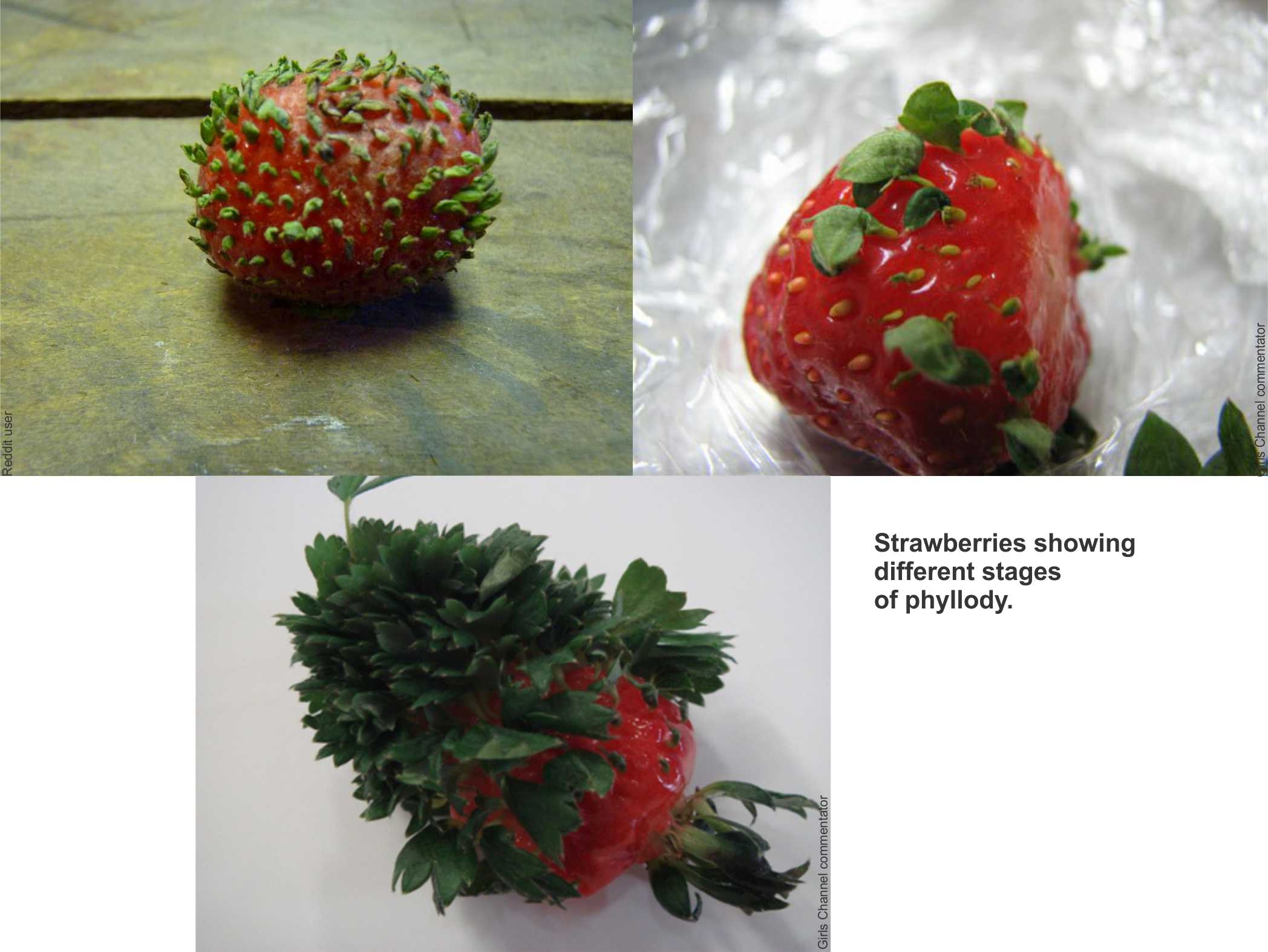 Strawberries Mold Image & Photo (Free Trial)