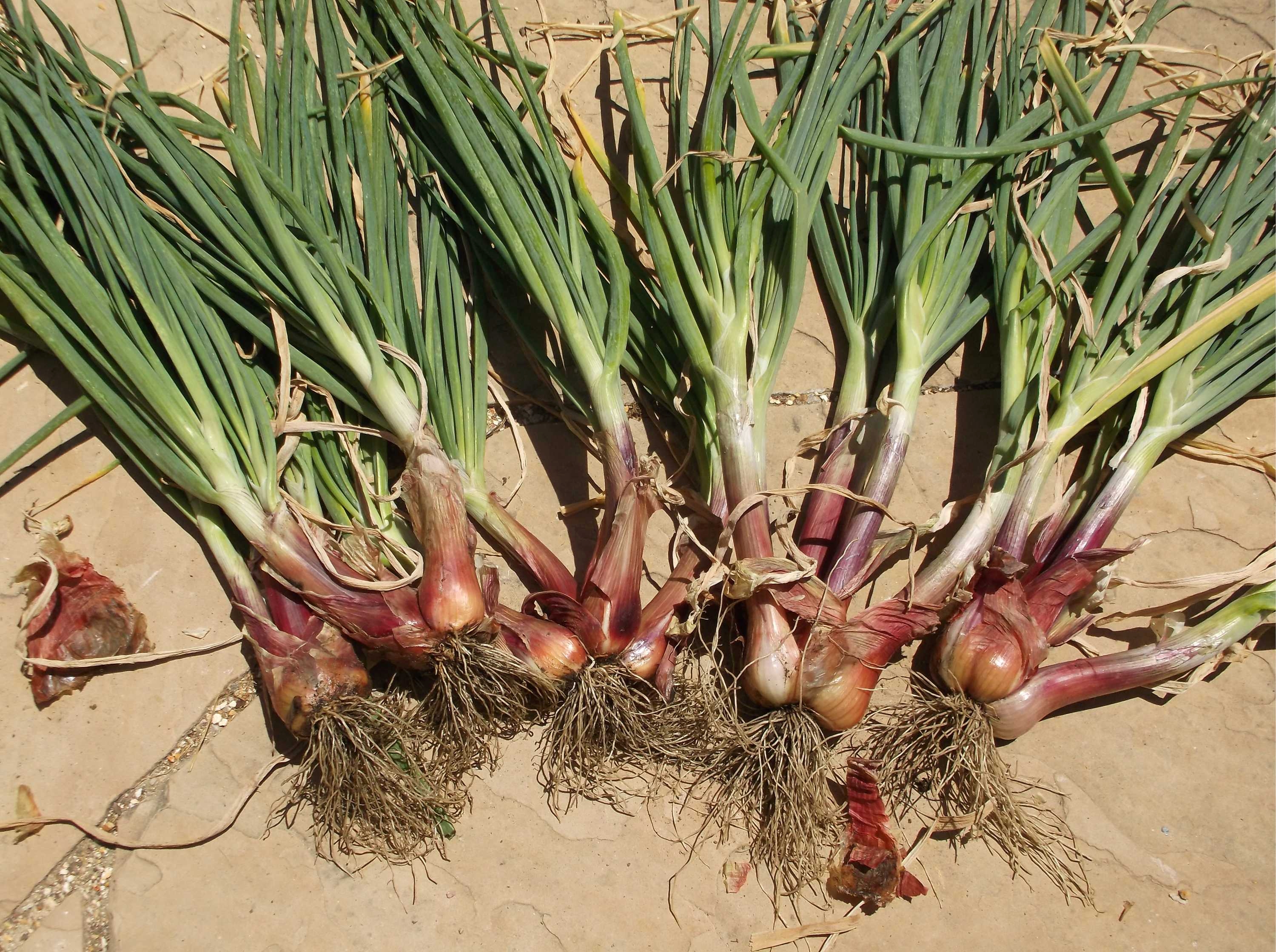 How to grow Shallots