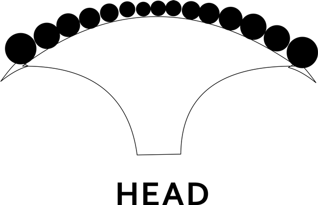 Head