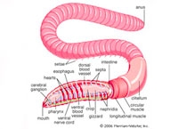 earthwormanatomy