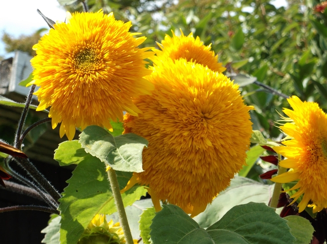 Tall Teddy Bear sunflowers