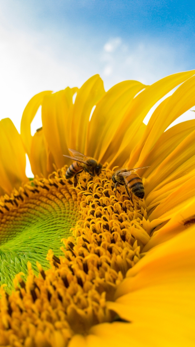 beautiful-bees-bloom-772571