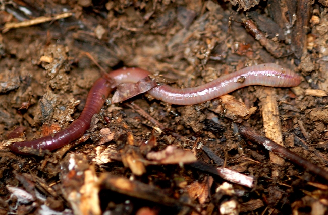 edupic-earthworm169FREE