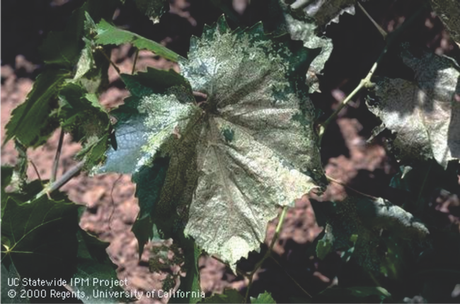 Pale, scraped surface of a grape leaf fed upon by larvae of western grapeleaf skeletonizer, Harrisina brillians