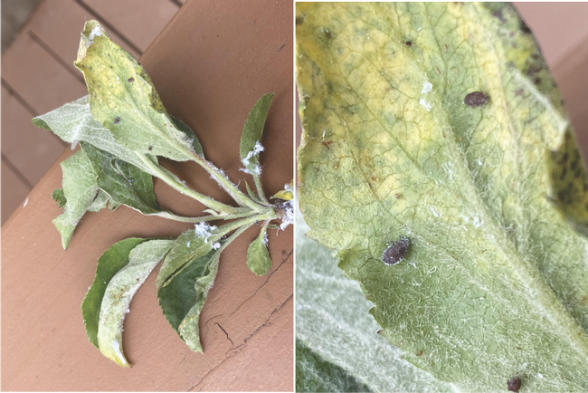 Possible white fly and aphid damage