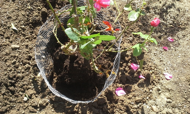 rose centered in hole and soil filled halfway and watered down