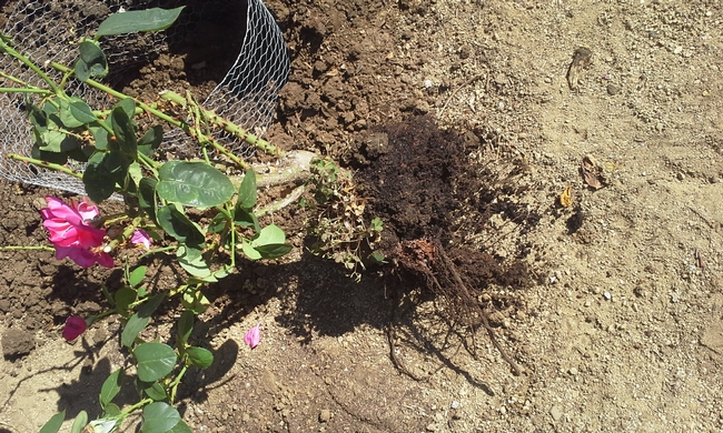 rose removed from soil