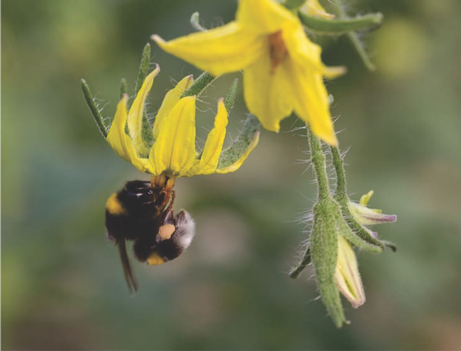 bee tomato pxfuel