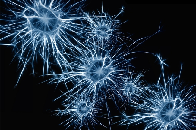 Neurons in the human brain