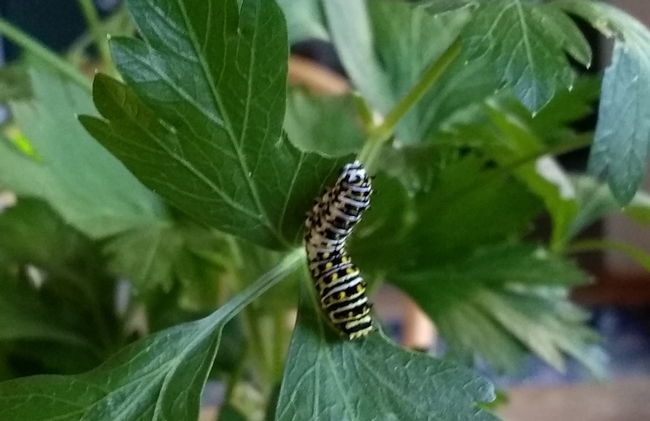caterpillar cropped