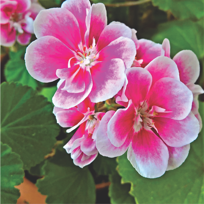 scented geranium