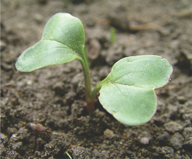 seedling