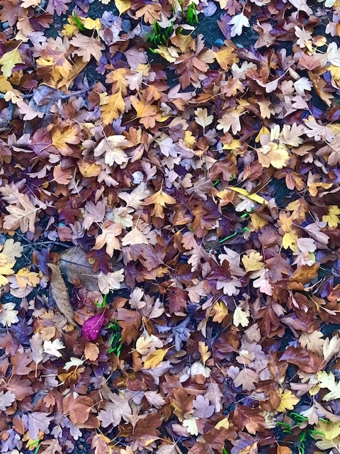 A leafy carpet of Hawthorn leaves