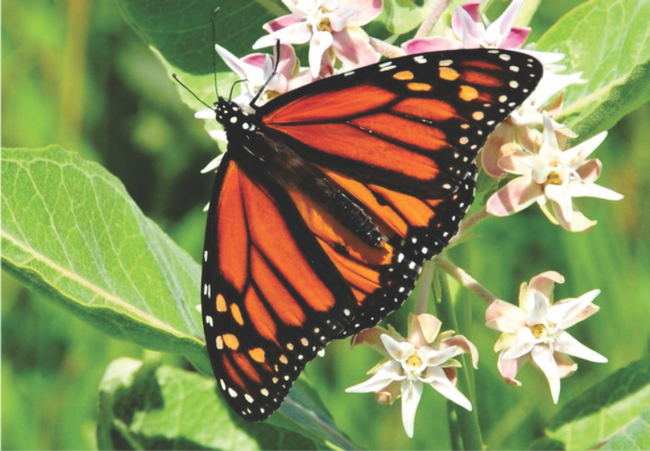Monarch butterfly on Asclepias speciosa