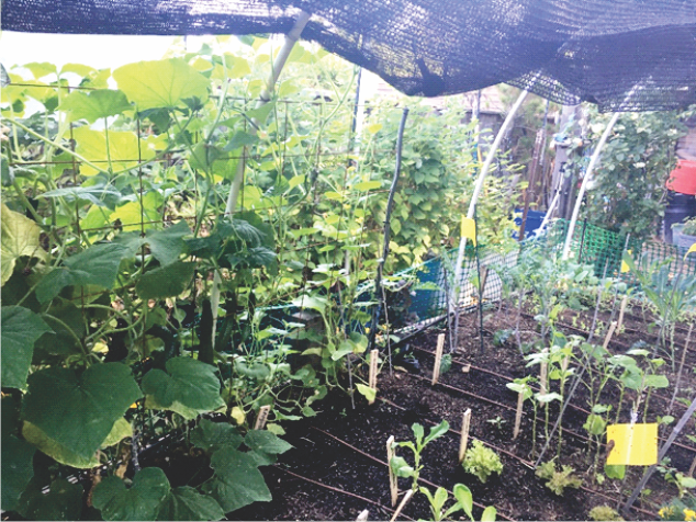 Cucumbers climbing inside the raised bed