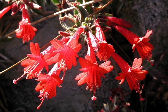 California fuchsia – Epilobium canum