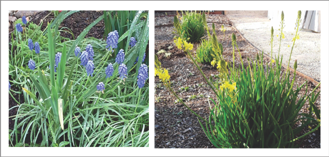 Grape hyacinth & Cape balsam