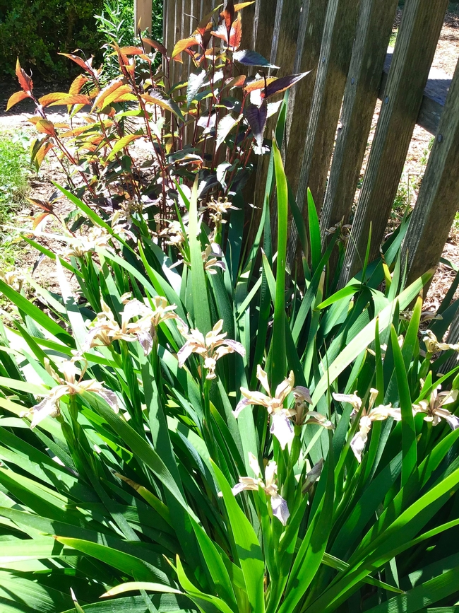 Delightfully Fragrant Bearded Irises