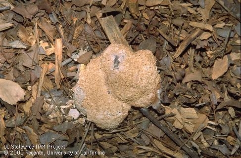 Sporangium of the dog vomit fungus slime mold. Photo by Jack Kelly Clark.