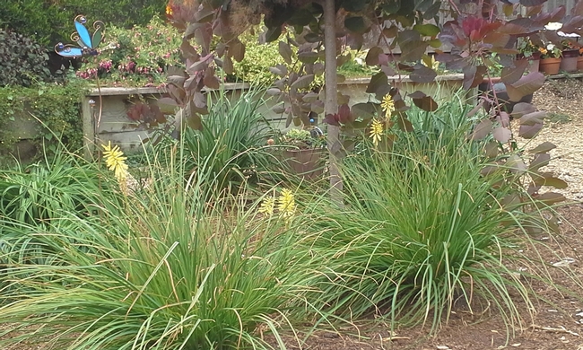 Kniphofia 'Lemon Popsicle'