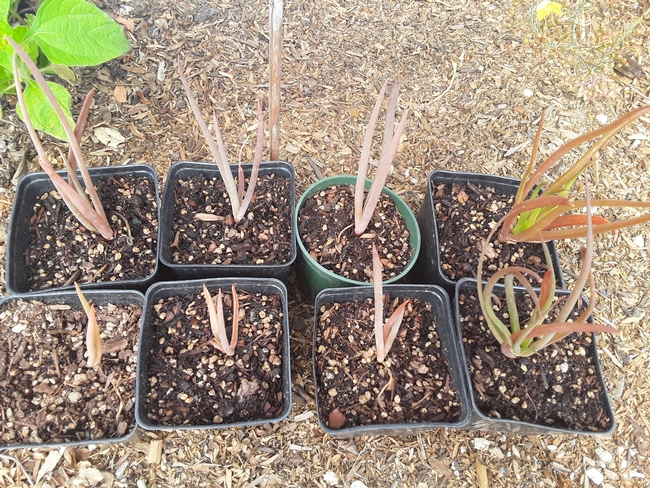Plants self propagate, seedlings in 4