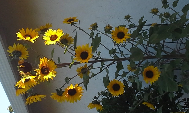 Volunteer Sunflower