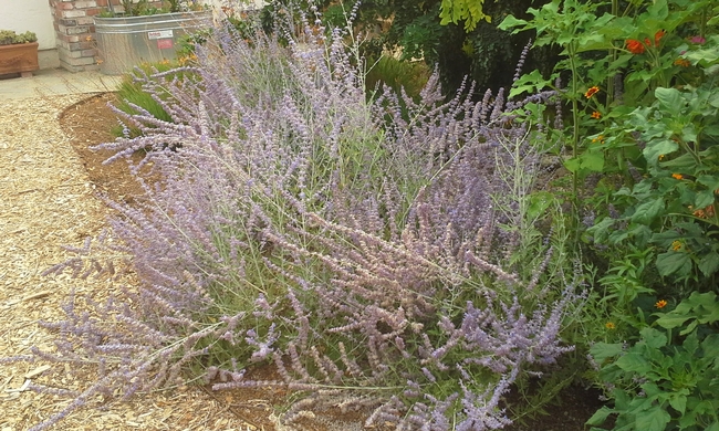 Russian sage in need of pruning