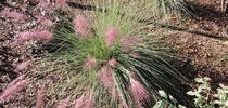 Pink Muhly Grass for Spill the Beans Blog