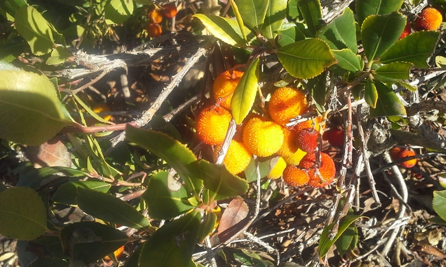 Arbutus fruit