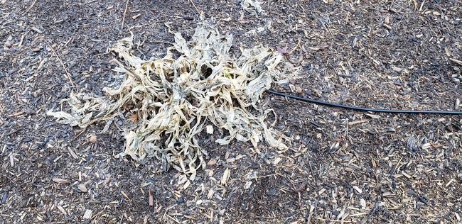 Agapanthus frost damage