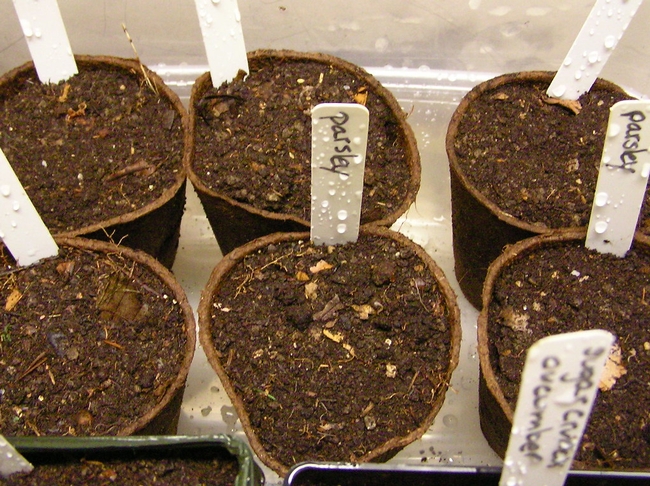 seeds in pots-flickr