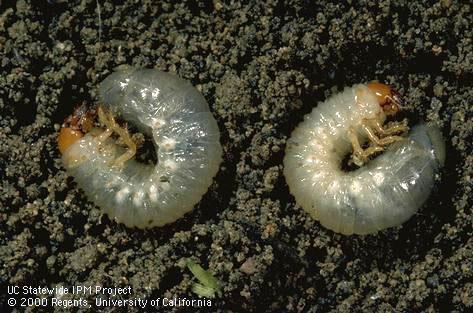 Larva of northern masked chafer.  Photo by Jack Kelly Clark (1)